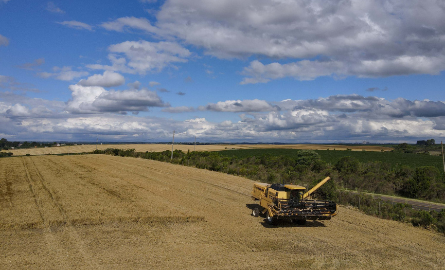 A cevada é uma cultura de inverno, com plantio iniciado em julho e a colheita em novembro.
