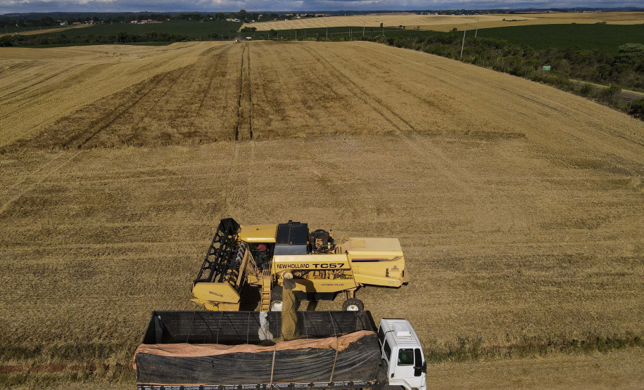 A cevada é uma cultura de inverno, com plantio iniciado em julho e a colheita em novembro.
