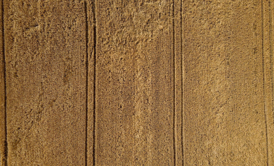 A cevada é uma cultura de inverno, com plantio iniciado em julho e a colheita em novembro.