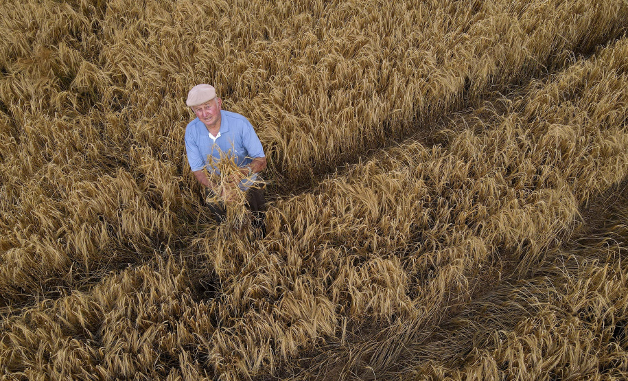 A cevada é uma cultura de inverno, com plantio iniciado em julho e a colheita em novembro.