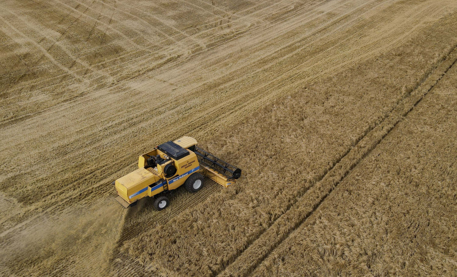 Colheita de cevada termina e Guarapuava alcança excelente padrão cervejeiro