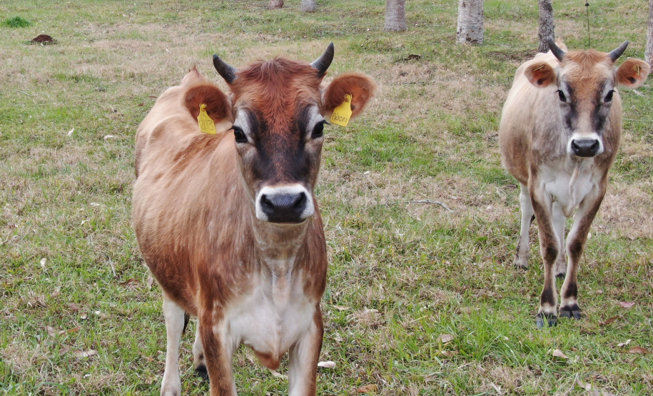 Pesquisa do IDR-Paraná desenvolve método para “identificação facial” de bovinos