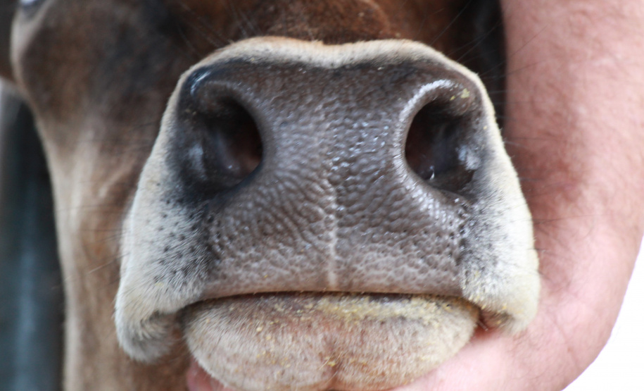 Pesquisa do IDR-Paraná desenvolve método para “identificação facial” de bovinos
