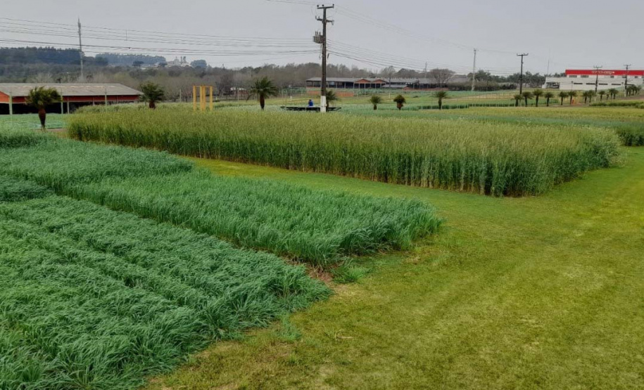 IDR-Paraná fecha o ano vencendo desafios e apontando caminhos para o produtor paranaense