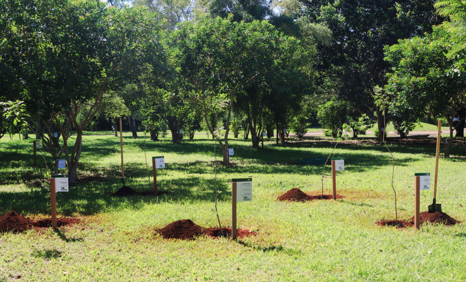 Em Foz do Iguaçu, governador acompanha plantio da 24ª milionésima árvore pela Itaipu Binacional