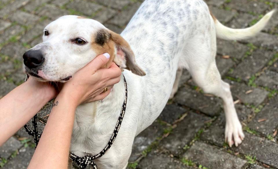 Conselho Estadual de Direitos Animais terá nova composição para gestão 2022/2023