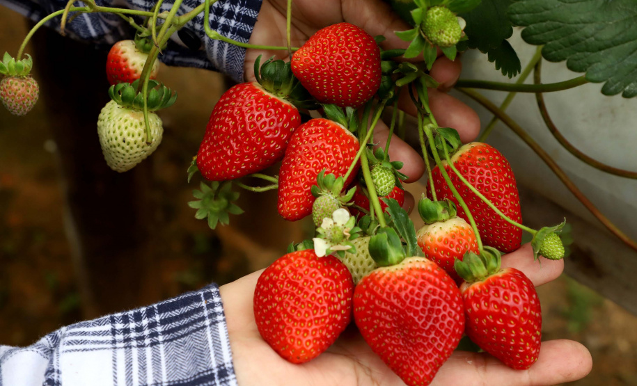 Deral lança Diagnóstico Agropecuário do Paraná