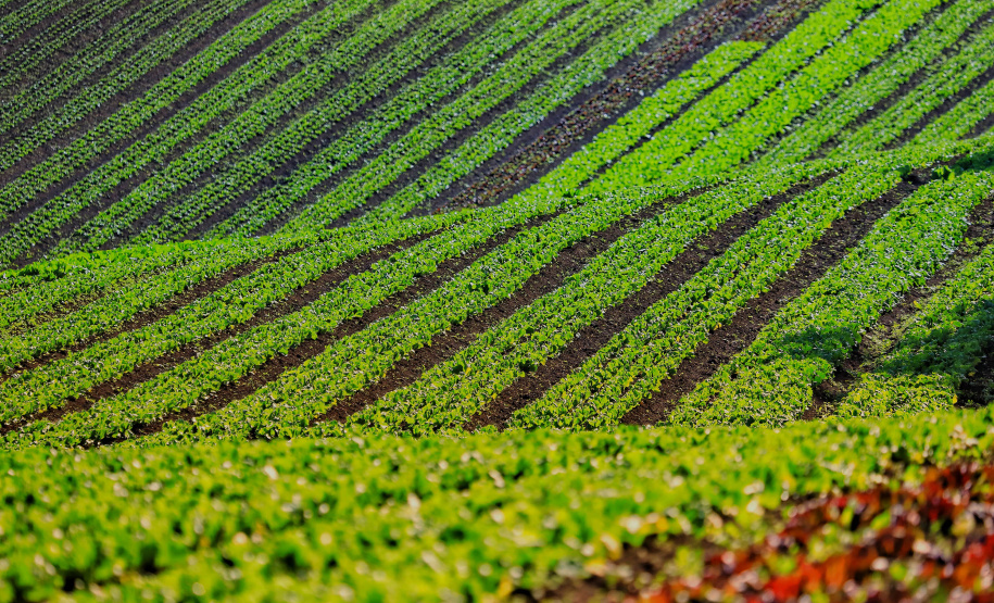 Programas garantem produção, qualidade dos alimentos e melhorias no transporte