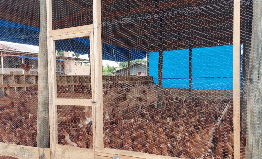 Ovo caipira agroecológico se torna alternativa de produção e diversificação de renda