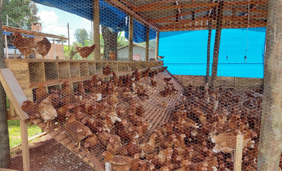 Ovo caipira agroecológico se torna alternativa de produção e diversificação de renda