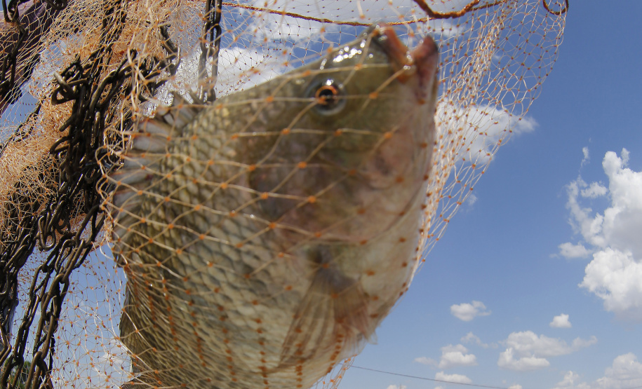 Pesquisa da UEM mostra que inclusão de própolis na ração melhora couro do peixe