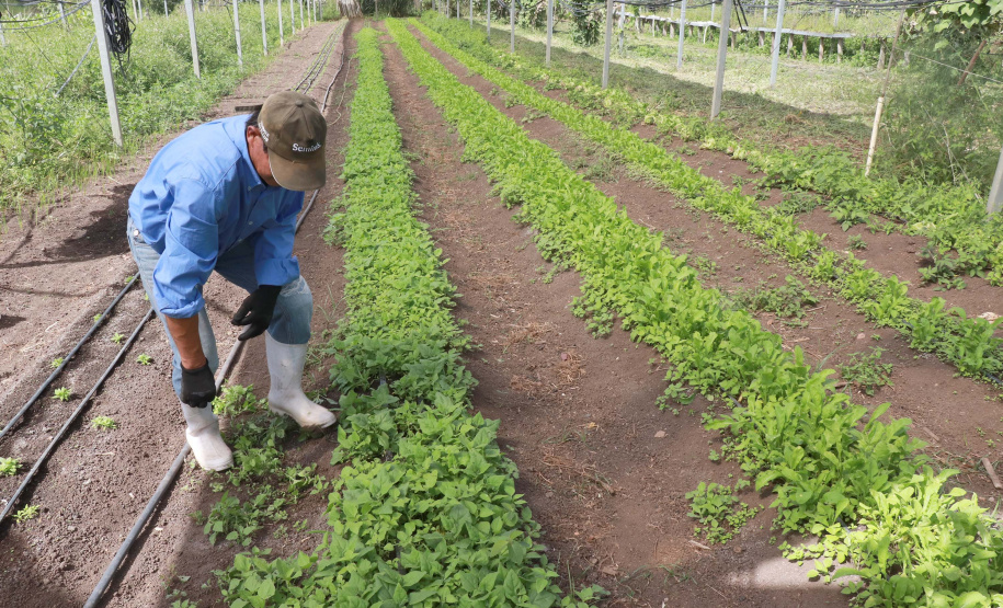 Com foco em saúde púbica e apoio aos municípios, Tecpar diversifica ações em 2021