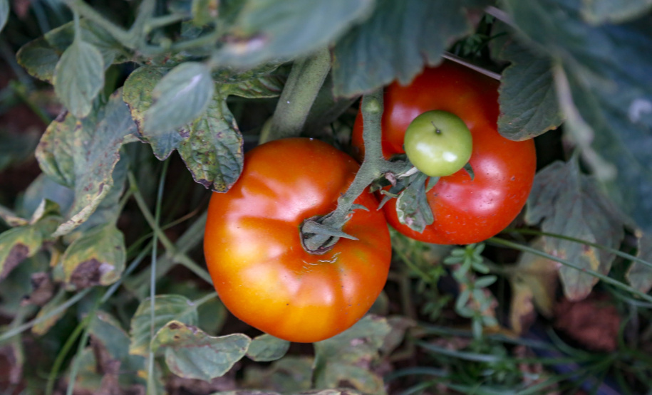Deral lança Diagnóstico Agropecuário do Paraná