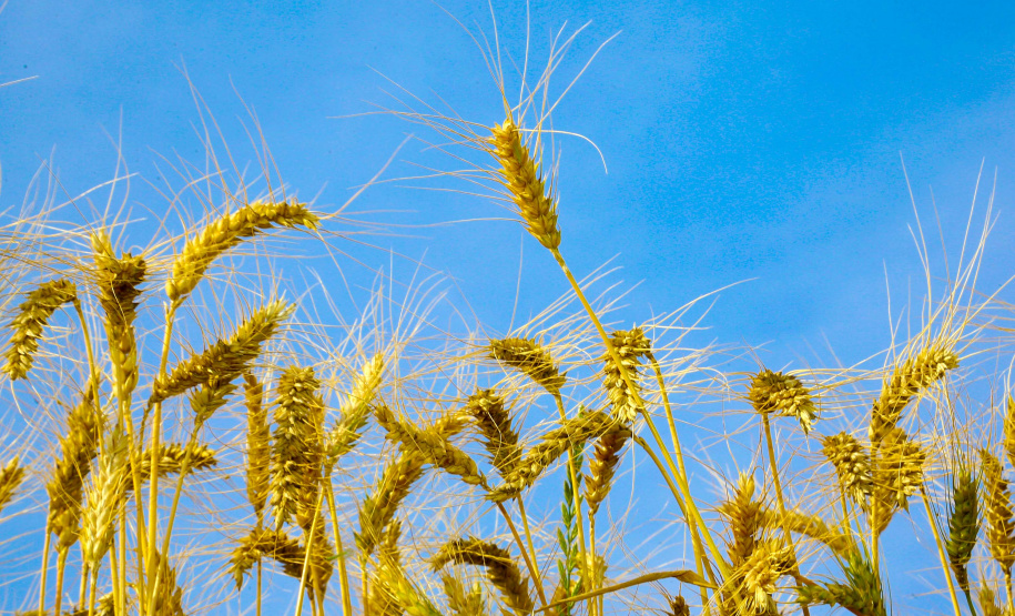 Deral lança Diagnóstico Agropecuário do Paraná