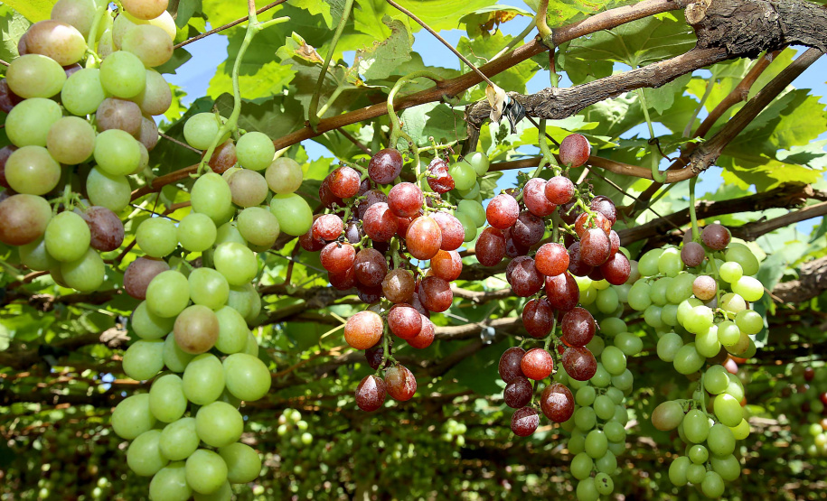 Deral lança Diagnóstico Agropecuário do Paraná