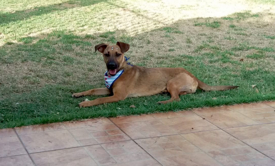 Conselho Estadual de Direitos Animais terá nova composição para gestão 2022/2023