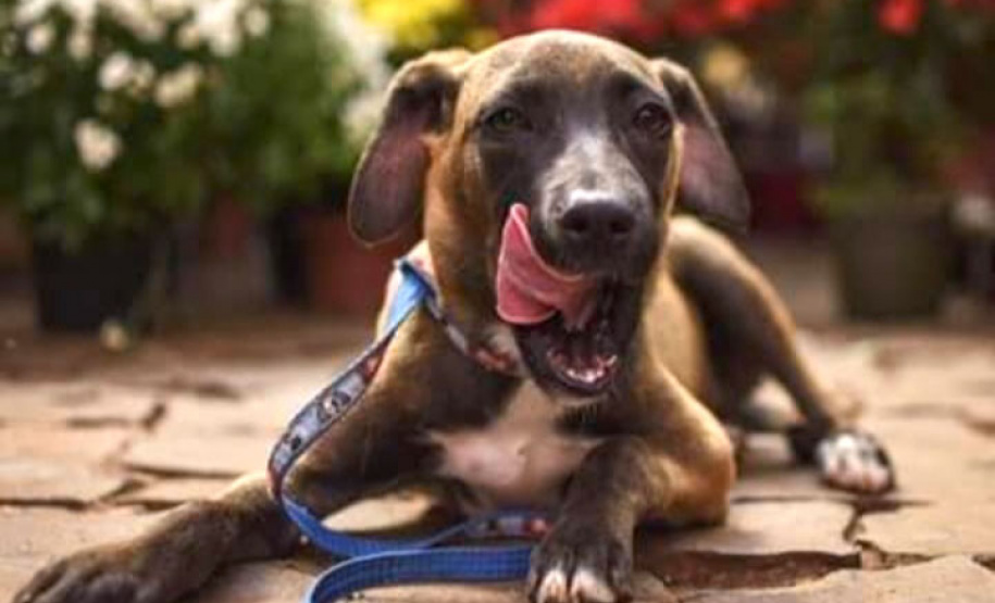 Conselho Estadual de Direitos Animais terá nova composição para gestão 2022/2023