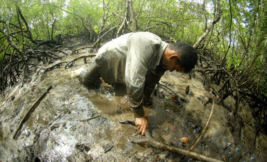 A temporada de captura do caraguejo-uçá (Ucides cordatus) está permitida a partir desta quarta-feira (01), com o fim do chamado defeso do caranguejo. O período de proibição começa sempre no dia 15 de março e segue até o dia 30 de novembro para garantir a continuidade da espécie com a reprodução natural e os cuidados com o bem-estar dos animais.