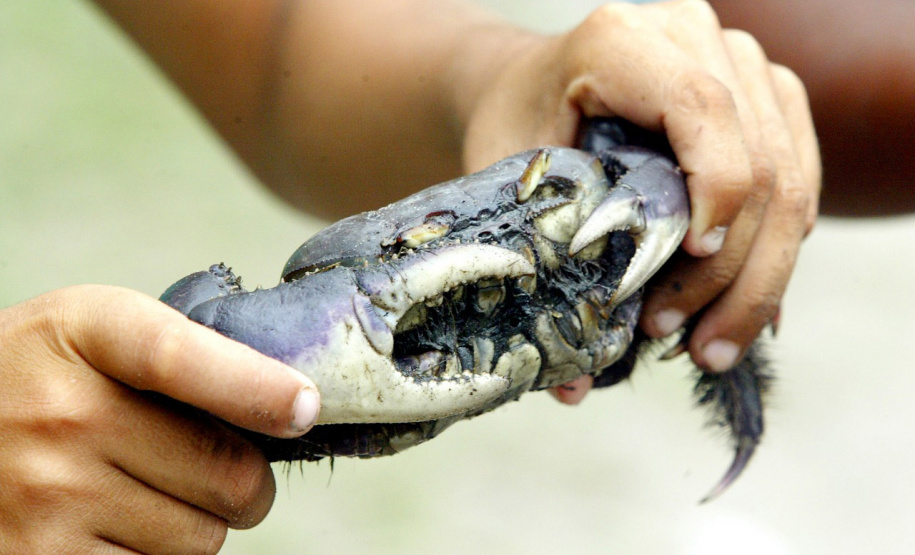 A temporada de captura do caraguejo-uçá (Ucides cordatus) está permitida a partir desta quarta-feira (01), com o fim do chamado defeso do caranguejo. O período de proibição começa sempre no dia 15 de março e segue até o dia 30 de novembro para garantir a continuidade da espécie com a reprodução natural e os cuidados com o bem-estar dos animais.