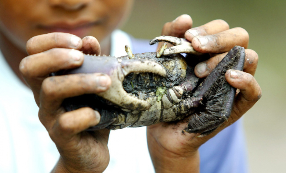 A temporada de captura do caraguejo-uçá (Ucides cordatus) está permitida a partir desta quarta-feira (01), com o fim do chamado defeso do caranguejo. O período de proibição começa sempre no dia 15 de março e segue até o dia 30 de novembro para garantir a continuidade da espécie com a reprodução natural e os cuidados com o bem-estar dos animais.