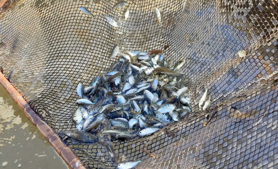 Rio Mourão recebe 300 mil novos peixes nativos