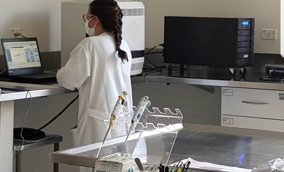 Laboratório do Estado é pioneiro no uso de técnica molecular para diagnóstico de raiva em herbívoros