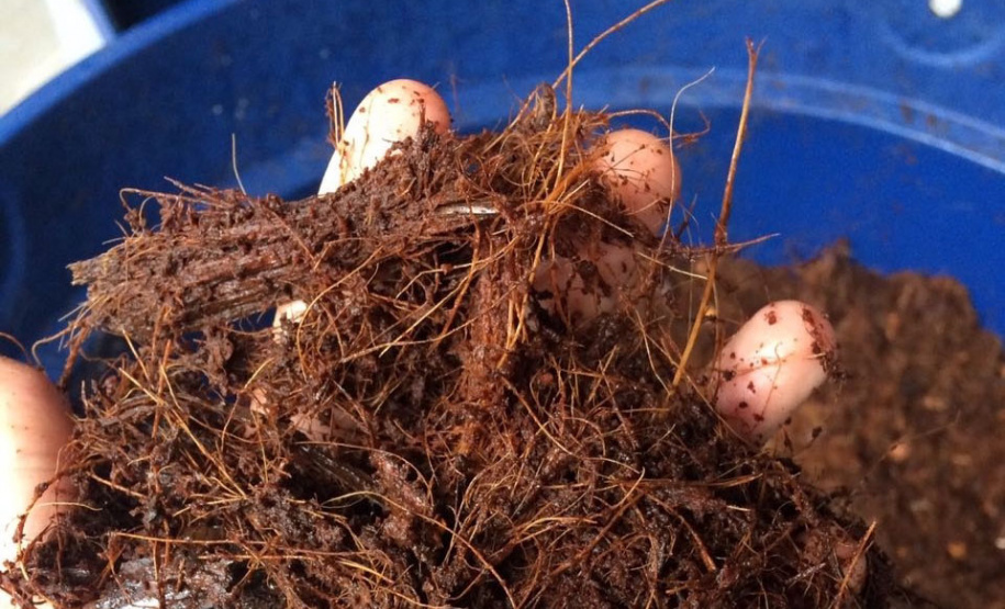 Sanepar coleta 600 kg de coco verde por dia nas praias de Pontal do Paraná