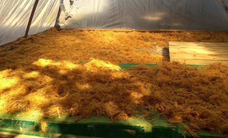 Sanepar coleta 600 kg de coco verde por dia nas praias de Pontal do Paraná