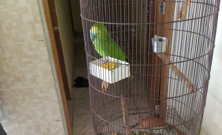 Batalhão Ambiental emite mais de 3,4 mil autuações e aplica mais de R$ 60,2 milhões em multas por crimes ambientais em 2021