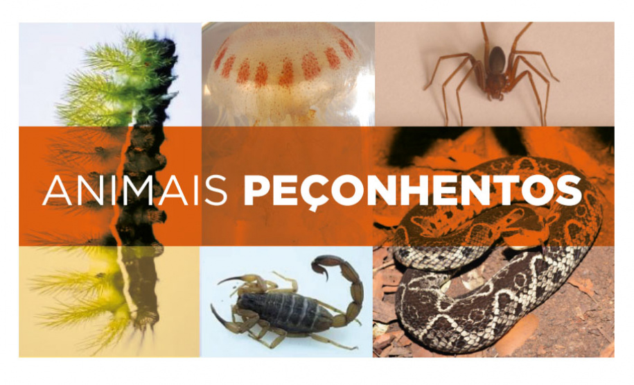 Secretaria alerta para cuidados em caso de acidentes com animais peçonhentos no verão