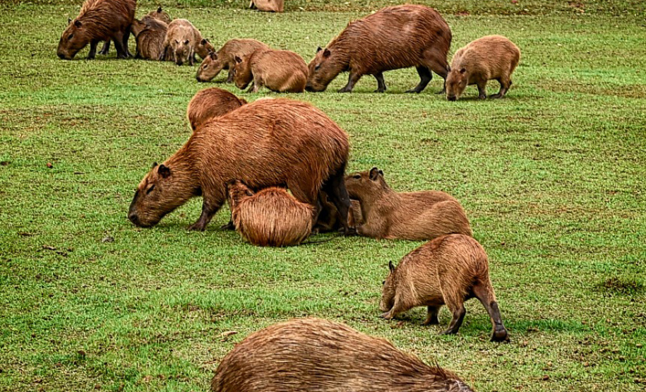 Edital seleciona empresas para revisão e atualização da lista de espécies ameaçadas em extinção no Paraná