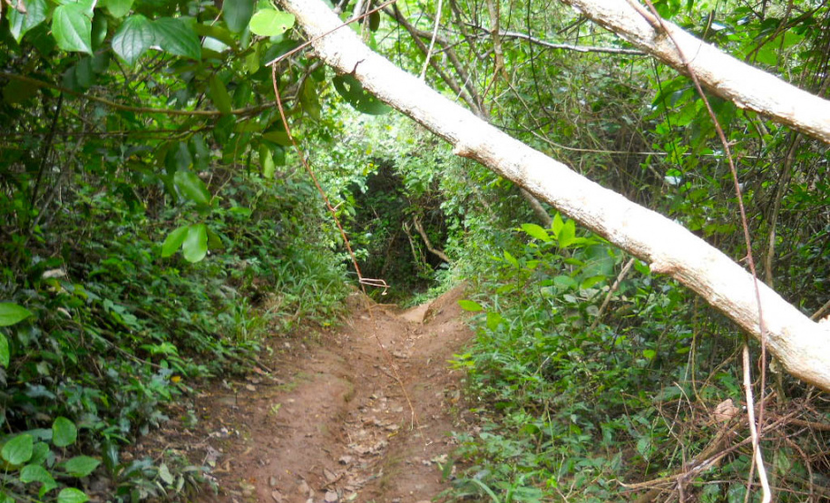 Café da manhã em parreiral e uma noite na carroça? Veja opções de experiências memoráveis na RMC