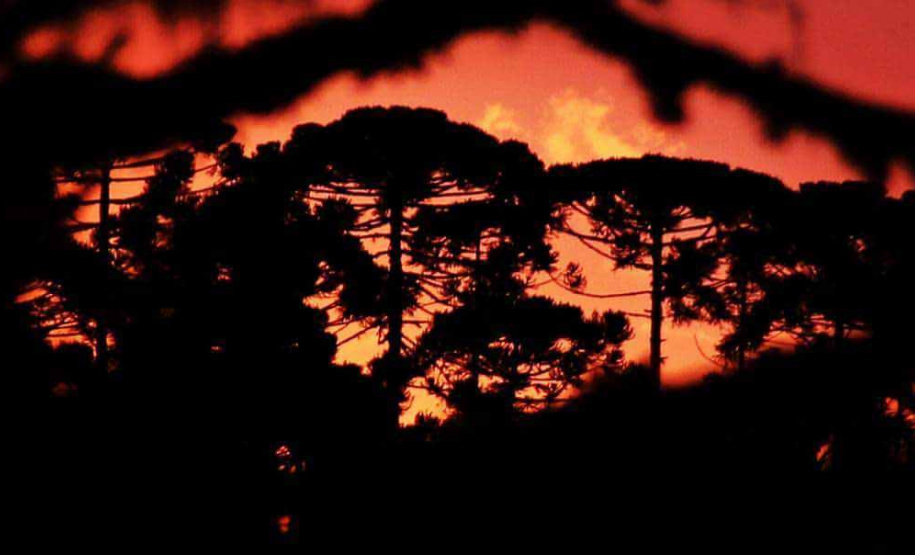 Café da manhã em parreiral e uma noite na carroça? Veja opções de experiências memoráveis na RMC