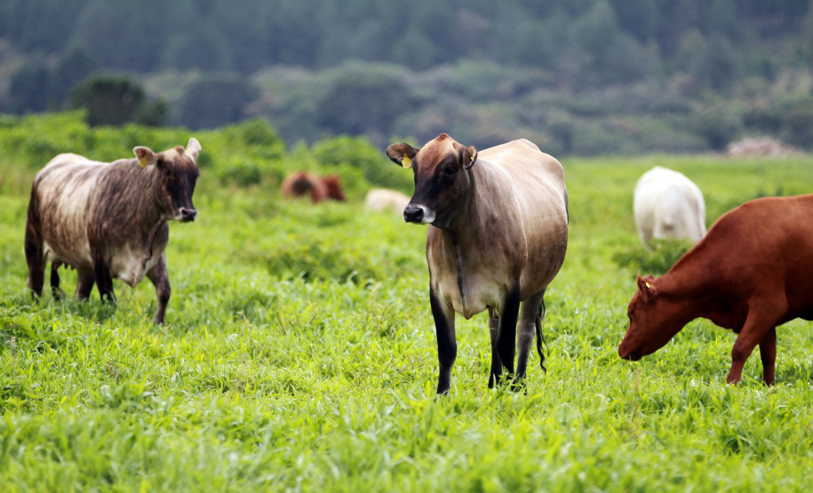Chancela como área livre de febre aftosa sem vacinação foi a marca da defesa agropecuária do Paraná em 2021.