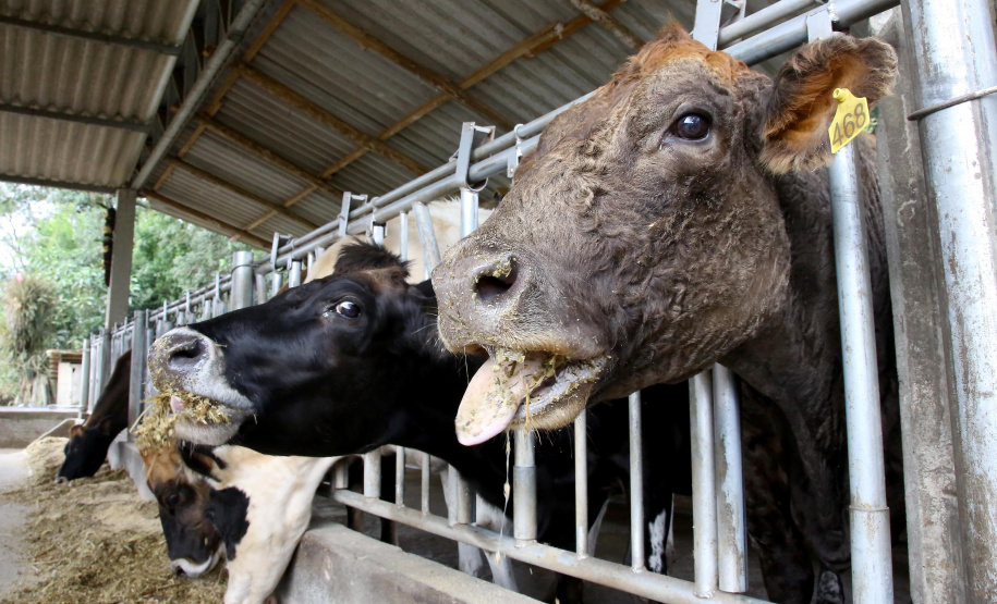 Chancela como área livre de febre aftosa sem vacinação foi a marca da defesa agropecuária do Paraná em 2021.