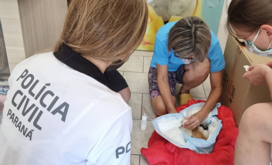 PCPR resgata do lixo quatro gatinhos recém nascidos em Matinhos