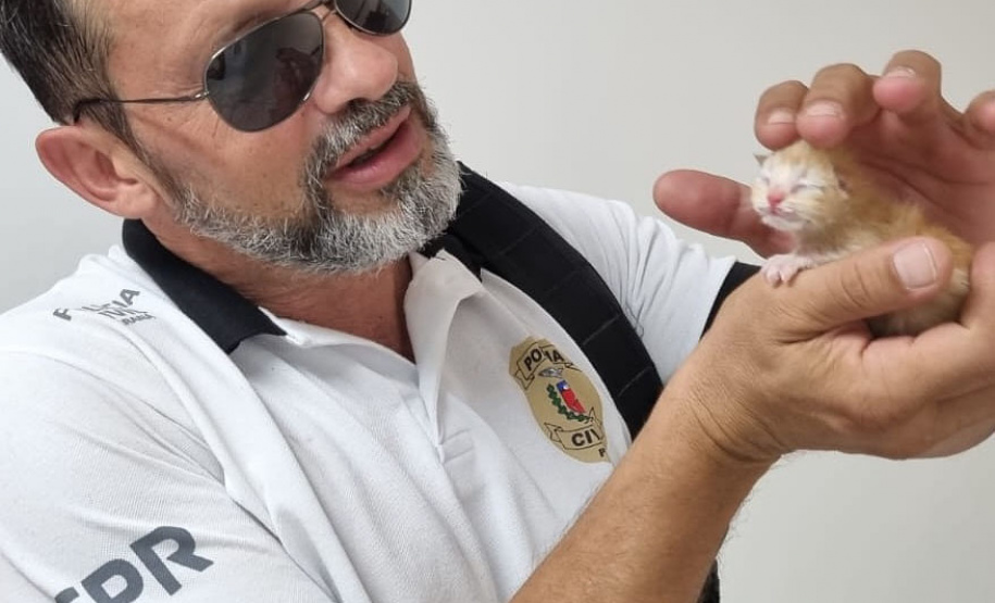PCPR resgata do lixo quatro gatinhos recém nascidos em Matinhos