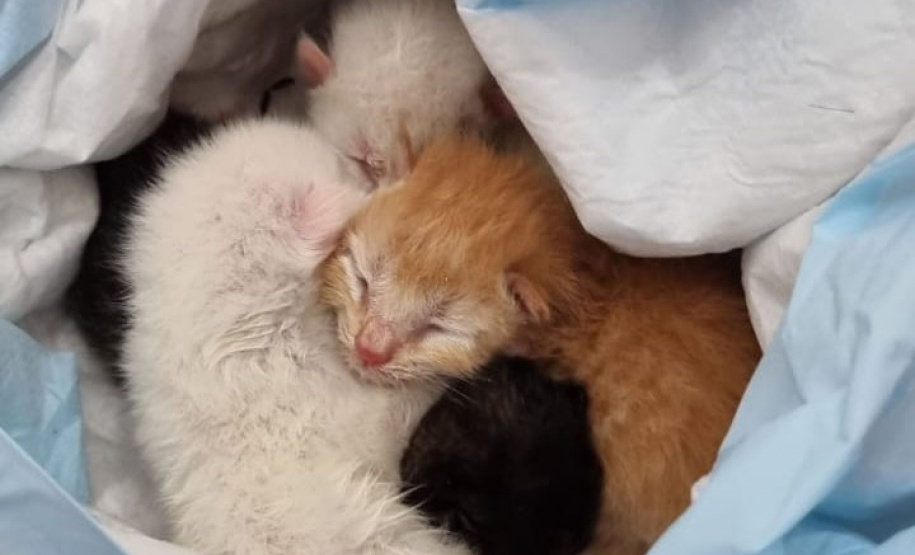 PCPR resgata do lixo quatro gatinhos recém nascidos em Matinhos