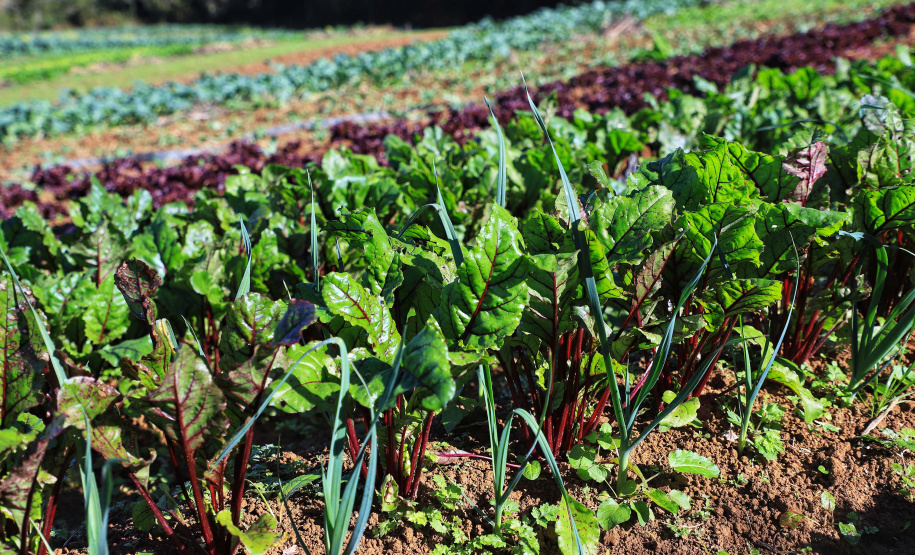 Com milhares de produtores certificados, Paraná aposta no cultivo de orgânicos
