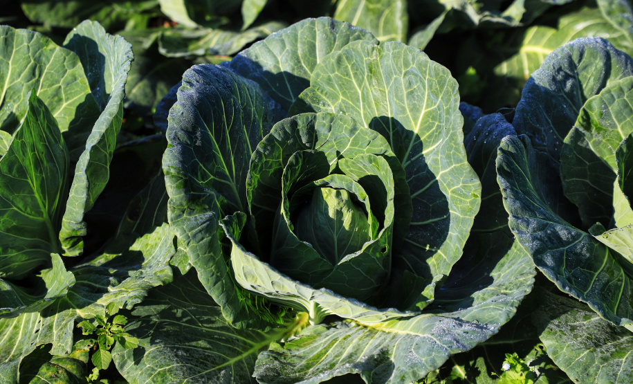 Com milhares de produtores certificados, Paraná aposta no cultivo de orgânicos