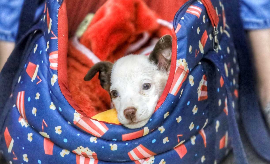 Animais domésticos vitimados terão novo espaço para reabilitação em Campo Mourão