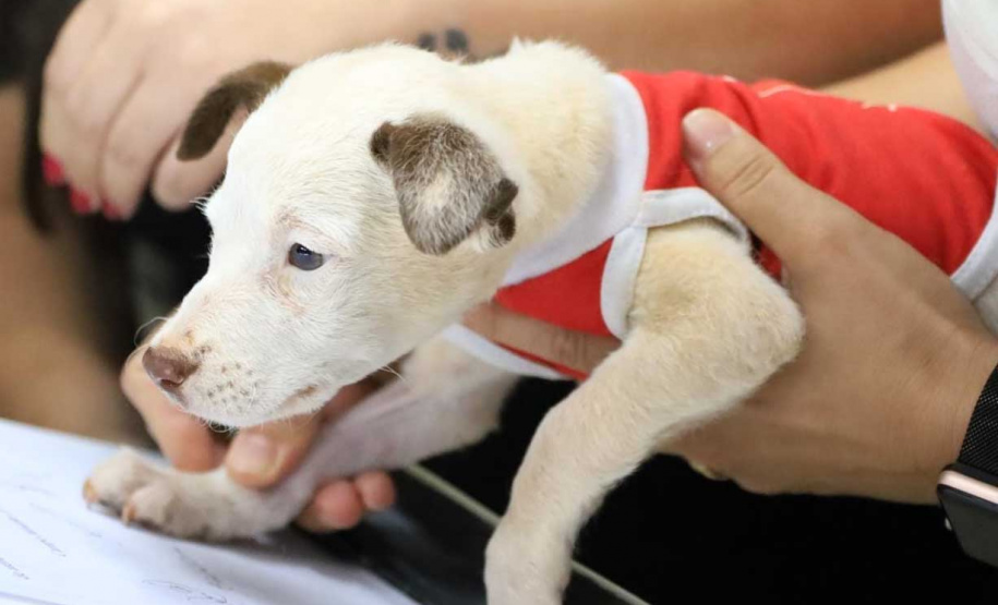 Animais domésticos vitimados terão novo espaço para reabilitação em Campo Mourão
