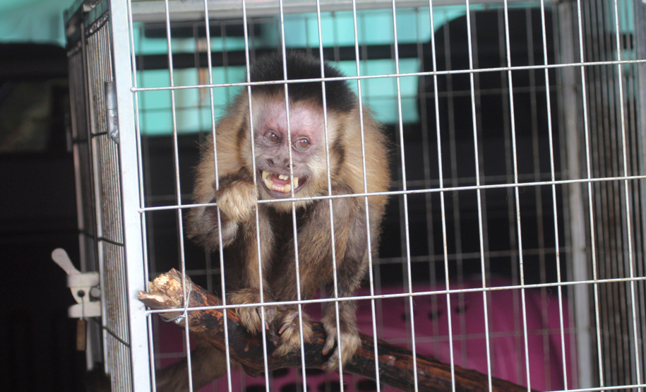 Morre macaco-prego que motivou iniciativas pró-fauna do Governo do Estado