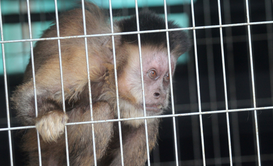 Morre macaco-prego que motivou iniciativas pró-fauna do Governo do Estado