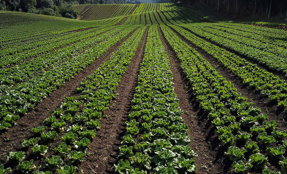 Com milhares de produtores certificados, Paraná aposta no cultivo de orgânicos