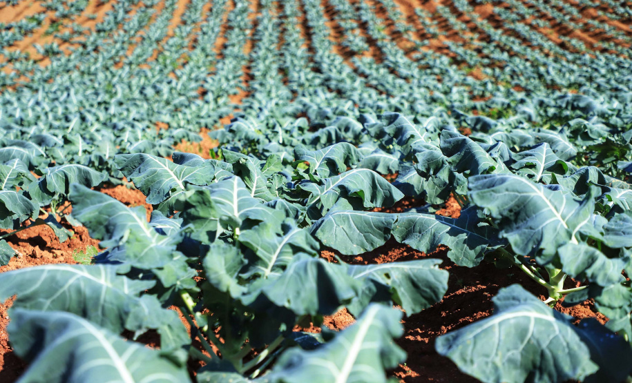 Com milhares de produtores certificados, Paraná aposta no cultivo de orgânicos
