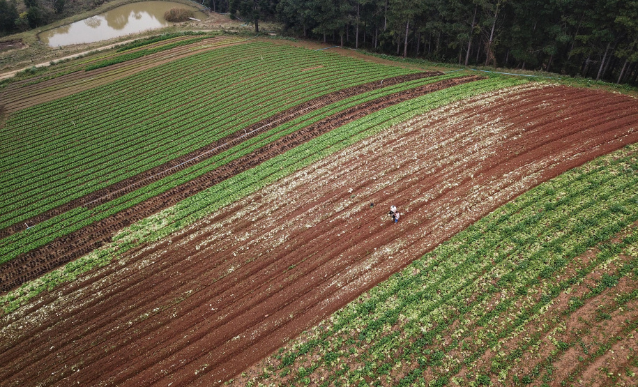 Com milhares de produtores certificados, Paraná aposta no cultivo de orgânicos