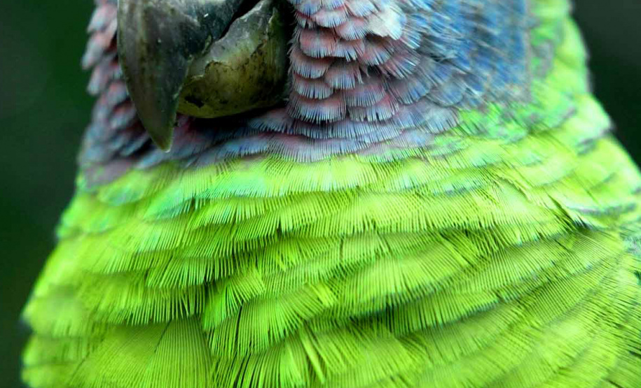 Edital seleciona empresas para revisão e atualização da lista de espécies ameaçadas em extinção no Paraná