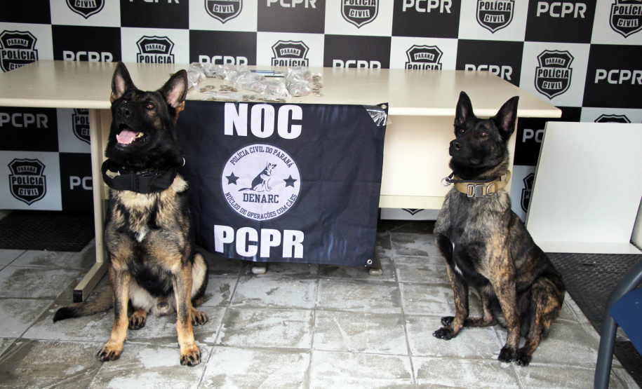 Ações com cães da Polícia Civil apreenderam 7,8 toneladas de drogas em 2021