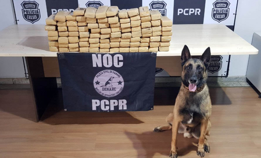 Ações com cães da Polícia Civil apreenderam 7,8 toneladas de drogas em 2021